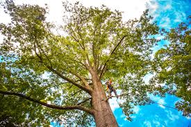 Best Tree Preservation Services  in Rutherford College, NC