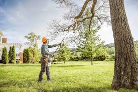 Best Fruit Tree Pruning  in Rutherford College, NC