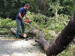 Best Leaf Removal  in Rutherford College, NC