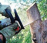 Tree and Shrub Care in Rutherford College, NC