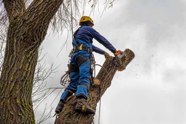 Rutherford College, NC Tree Removal Company