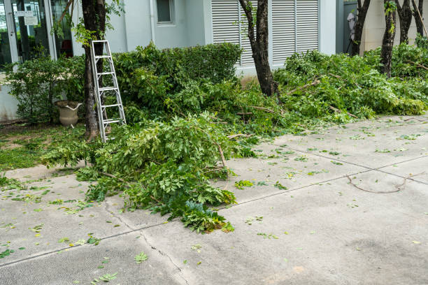 Best Tree Risk Assessment  in Rutherford College, NC