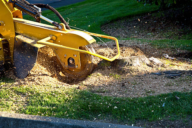 Seasonal Cleanup (Spring/Fall) in Rutherford College, NC