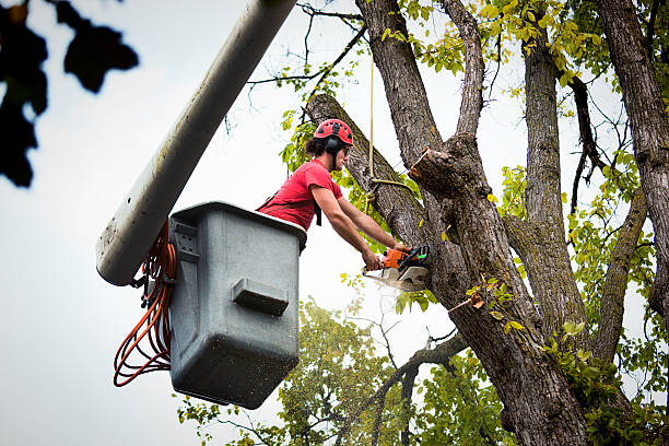 Best Tree Health Inspection  in Rutherford College, NC